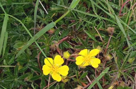 Potentille de printemps