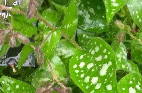 Pulmonaire non fleurie