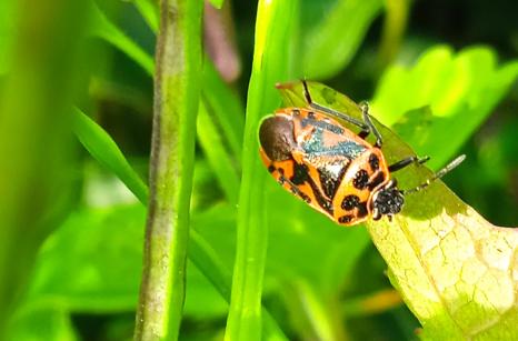 Punaise rouge du chou