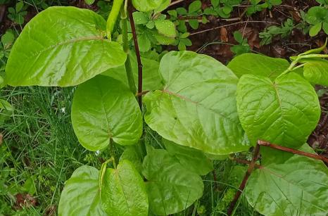 Renoué de Sakhaline