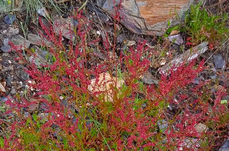 Rumex petite oseille
