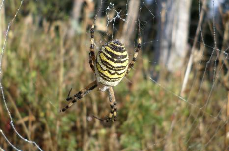 Argiope Frelon, Argiope bruennichi, Araignier