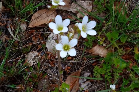 Saxifrage granulé