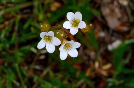 Saxifrage granulé