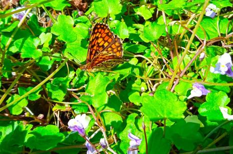 Papillion sur cymbellaire
