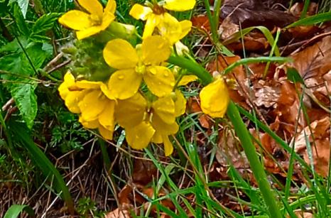 Velar ou chou giriflé ?
