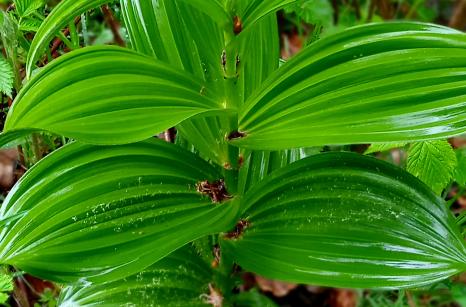 Vératre blanc non fleurie