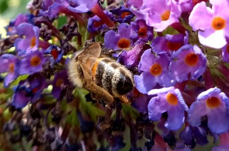 Abeille sur buddleia