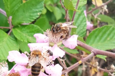 Abeilles sur framboisier