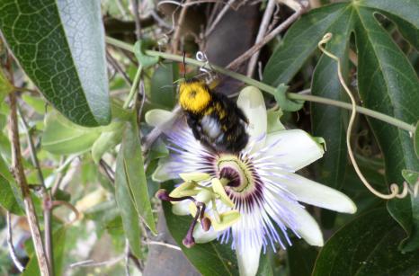 Insecte avec pollen sur passiflore