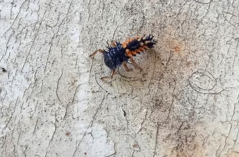  Larve de Coccinelle Asiatique, Harmonia axyridis,  	Coccinellidae