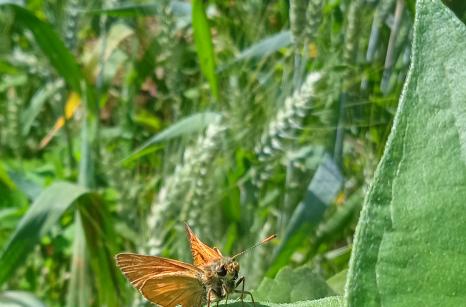 Sylvaine, Ochlodes sylvanus
