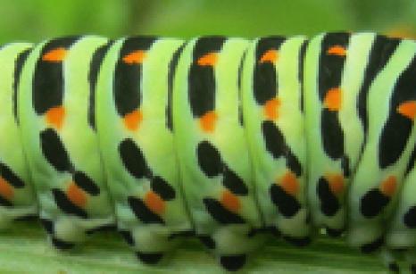 Chenille de machaon avancée
