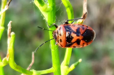 Punaise rouge du chou