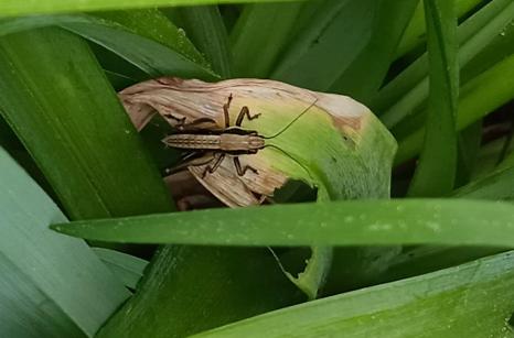 Oedemére à patte jaune, coléoptère
