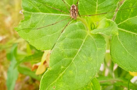 Daddy longlegs
