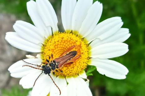Sténoptère Roux, Stenopterus rufus