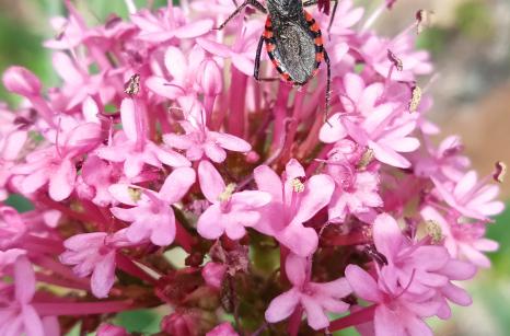 Insect on pink flower