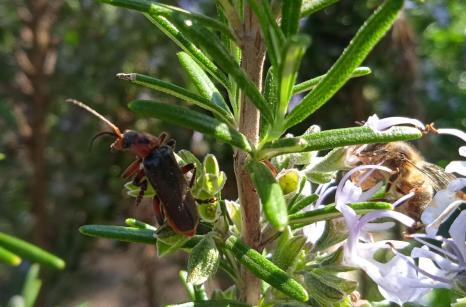 Cantharide commun sur romarin, Cantharis  annularis