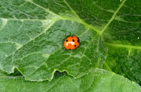 Coccinelle à ? points