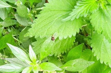Insecte antennes longues