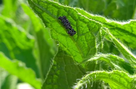 Oeufs de ? pas trouvé encore