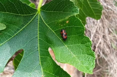 Insect noir rouge sur figuier