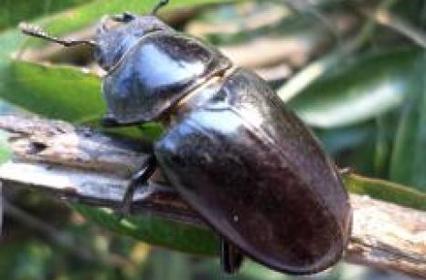 Chevrette bleu, coleoptère