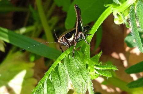 Oedemére à patte jaune, coléoptère 