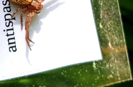 Fourmi noir et orange sur feuille de rose