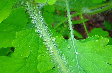Waterdrops on stem